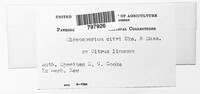 Gloeosporium citri image